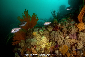 Lush
Cape Town Reef - teeming with diverse marine life by Kate Jonker 